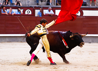 Image showing Traditional corrida - bullfighting in spain