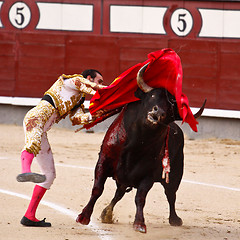 Image showing Traditional corrida - bullfighting in spain