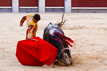 Image showing Traditional corrida - bullfighting in spain