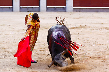 Image showing Traditional corrida - bullfighting in spain