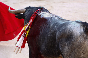 Image showing Traditional corrida - bullfighting in Spain.