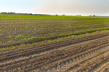 Image showing Agriculture