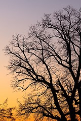 Image showing Bare trees