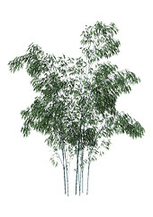 Image showing Bamboo Trees