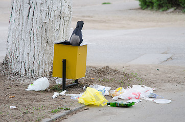 Image showing Crow is looking for food in a garbage urn