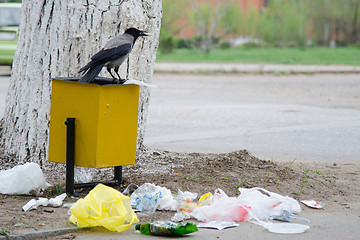 Image showing Crow has found a morsel of food in garbage urn