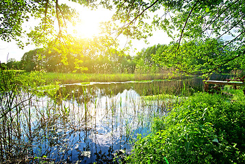 Image showing Branches above river