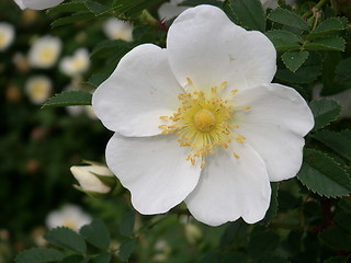 Image showing Flower_11.05.2003