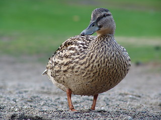 Image showing Walking Duck