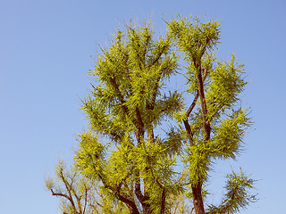 Image showing Retro look Tree top