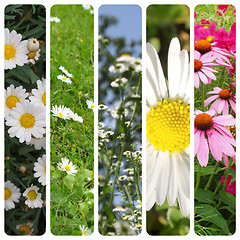 Image showing Daisy flowers set