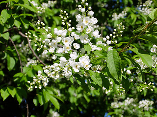 Image showing Bird-cherry flowers closeup