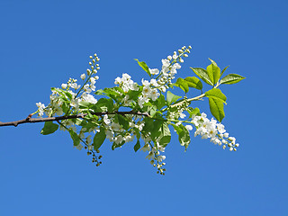 Image showing flowers of bird-cherry