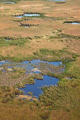 Image showing Swamp