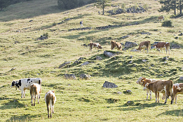 Image showing mountain pasture