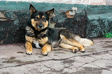 Image showing an abandoned dog