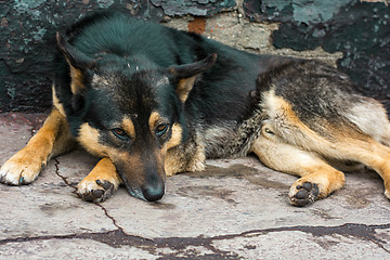 Image showing an abandoned dog