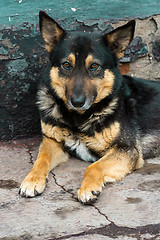 Image showing an abandoned dog