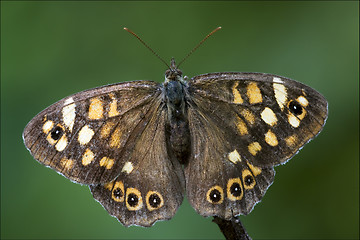 Image showing  grey orange butterfly  on a brown branch 