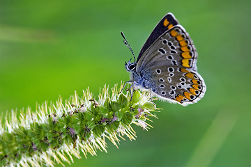 Image showing butterfly grey orange  
