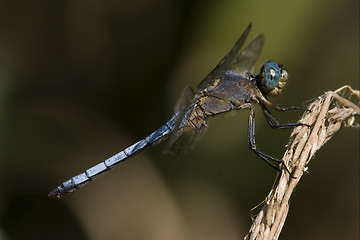 Image showing wild blue dragonfly 