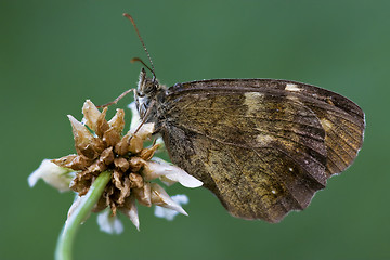 Image showing  brown  butterfly  on a  flower