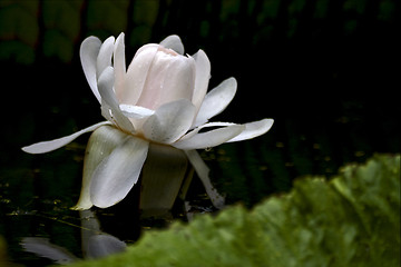 Image showing  nymphaea alba 