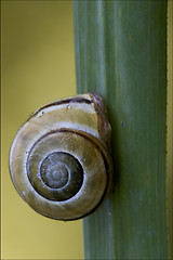 Image showing gastropoda  phyla minori