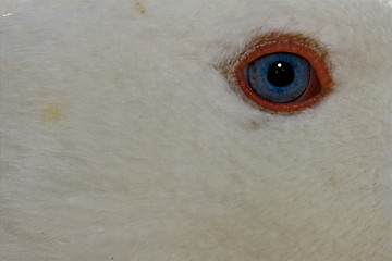 Image showing  blue eye