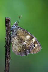 Image showing  wild  grey  butterfly  