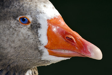 Image showing grey duck  in argentina