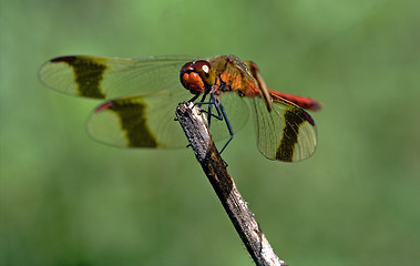 Image showing front of wild red dragonfly 