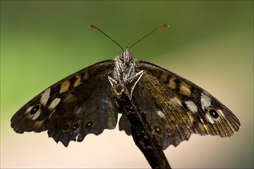 Image showing front of wild  butterfly  on a branch 