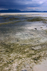Image showing  seaweed beach sky  in indian ocean