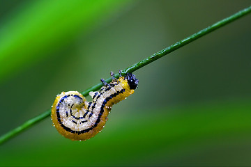 Image showing curved caterpillar 