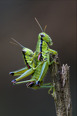 Image showing  two grasshopper  having sex 