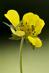 Image showing biscutella laevigata