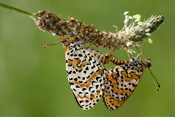 Image showing  orange butterfly  having sex 