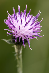 Image showing violet  serratula tinctoria