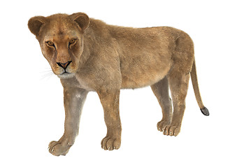 Image showing Female Lion