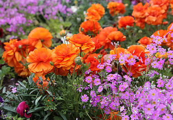 Image showing Beautiful bright flowers