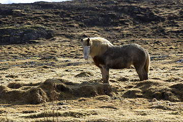 Image showing Icelandic horse on a meadow