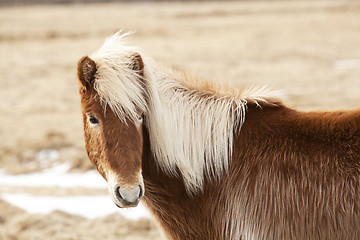 Image showing Icelandic horse with blone mane on a meadow