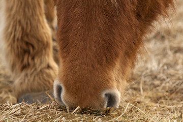 Image showing Closeup of a brown Icelandic horse eating grass