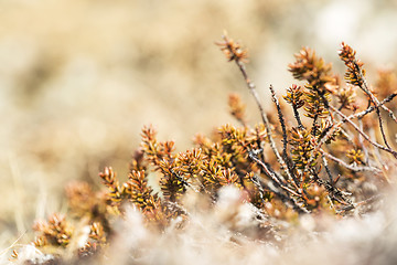 Image showing Shrubs in spring