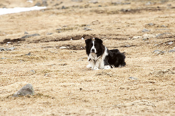 Image showing Portrait of an attentive border collie