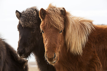 Image showing Icelandic horses on a meadow