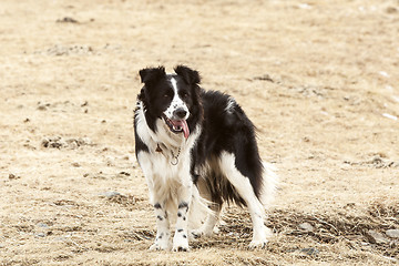 Image showing Portrait of an attentive border collie