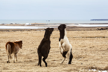 Image showing Icelandic horses fighting against each other
