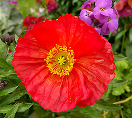 Image showing Beautiful red poppy